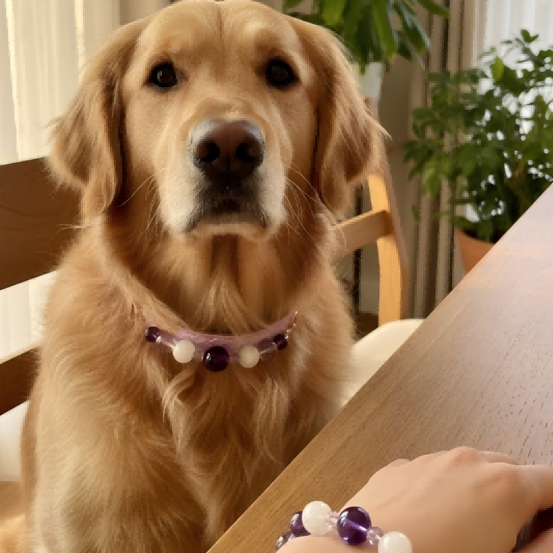 Customer photo of Milo wearing the purple crystal collar near the matching bracelet.